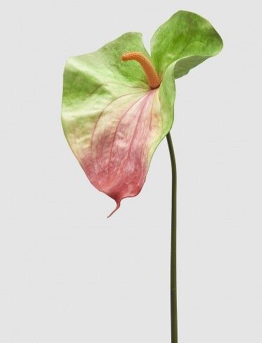 ANTHURIUM JUMBO BRANCH H.90