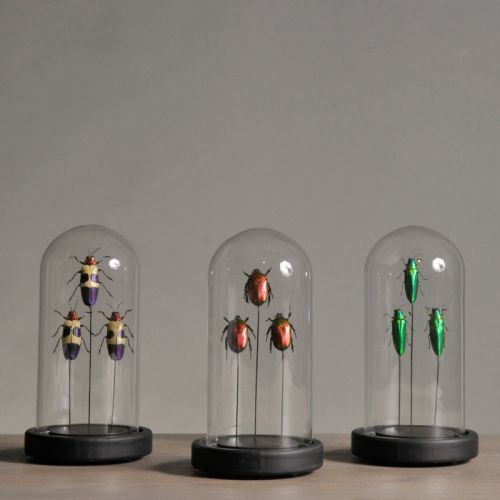 MINI DOMES WITH INSECTS
