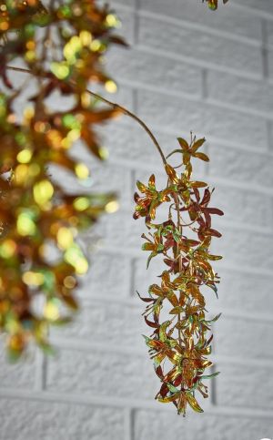 PRUNUS LUSITANICA REX REFLEX BRANCH