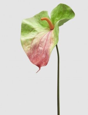 ANTHURIUM JUMBO BRANCH H.90